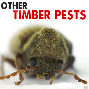 Other Timber Pests - RID Pest Control Ballarat